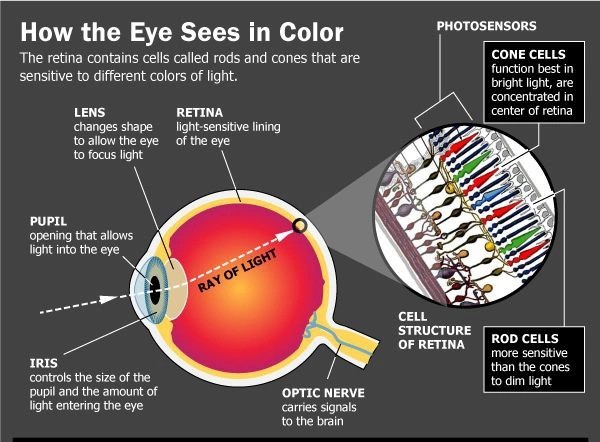 How the eye sees in color