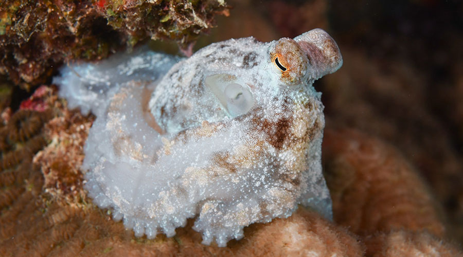image of Octopus sleeping