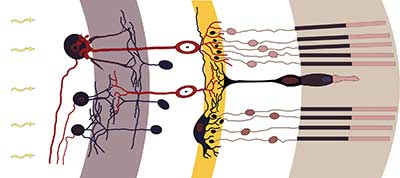 Photons entering retina diagram