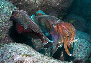 Color vision in cuttlefish